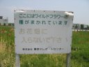�����e���|�[�g�E�G�̉Ԕ�